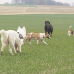 Berger Suisse, Labrador Retriever, Bull Terrier avec Beagle dans un champ