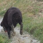 Labrador-retriever s'éclaboussant dans les flaques