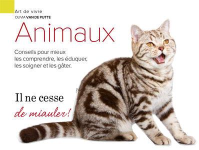 Il ne cesse de miauler! Il ne cesse de miauler!