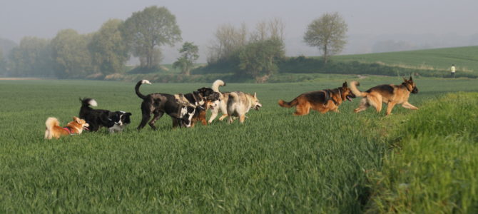 Photos des balades canines du 21.04.18 par un professionnel! Photos des balades canines du 21.04.18 par un professionnel!