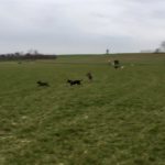Groupe de chiens s'amusant gaîement dans un champ