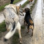 Croisé Corgi devant Chien loup tchécoslovaque et Beagle
