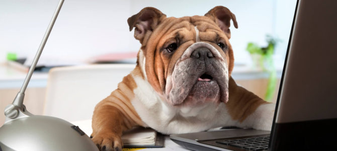 Animaux au bureau : sont-ils la solution pour lutter contre le stress ? Animaux au bureau : sont-ils la solution pour lutter contre le stress ?