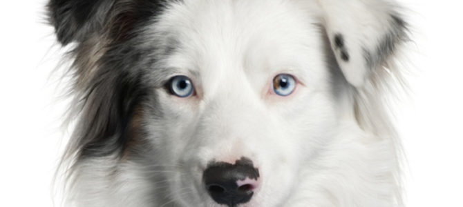 Intelligence animale, ce que la science nous apprend Intelligence animale, ce que la science nous apprend
