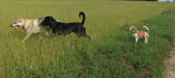 Photos de notre première balade canine de ce samedi 16 juin Photos de notre première balade canine de ce samedi 16 juin