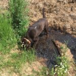 Labrador retriever découvrant une flaque de boue