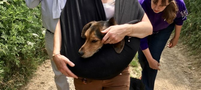 Photos de notre deuxième balade canine de ce samedi 16 juin.. Photos de notre deuxième balade canine de ce samedi 16 juin..