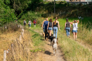 Akita fermant la marche