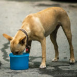 Petit chien buvant de l'eau