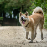 Akita heureux de courir