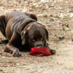 Labrador-retriever chocolat couché pour boire