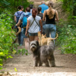 Groupe de promeneurs en forêt avec leurs chiens