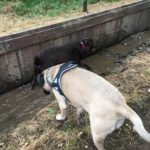 Bullmastiff intrigué par l'eau
