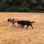 Bullmastiff et Labrador retriever au milieu d'un champ