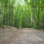 Photographie d'un joli chemin de forêt