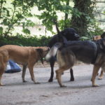 Deux Malinois, un Rottweiler et un Berger allemand
