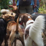 Epagneul de Perdrix et Berger allemand rassemblés avec d'autres chiens