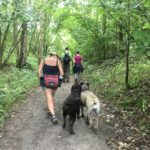 Labrador retriever s'amusant avec un Bullmastiff sur un sentier forestier