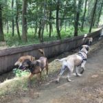 Bullmastiff se promenant avec d'autres chiens