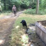 Rottweiler à proximité de l'eau