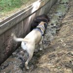 Bullmastiff et Labrador retriever pataugeant dans l'eau