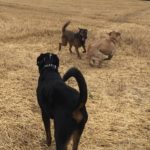 Rottweiler regardant deux chiens s'amuser