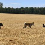 Rottweiler, Akita et Chihuahua au milieu d'un champ