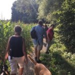 Promenade canine le long d'un champ de maïs