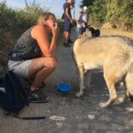 Chien-loup tchécoslovaque s'hydratant en promenade