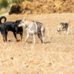 Un beagle intrigué par un Rottweiler et un Chien Loup