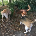 Beagle entouré de deux chiens