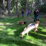 Berger allemand et deux petits chiens dans les bois