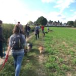 Marche canine le long de grands chemins campagnards
