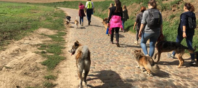Notre deuxième balade canine du 15 septembre.. Notre deuxième balade canine du 15 septembre..