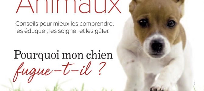 Pourquoi mon chien fugue-t-il? Pourquoi mon chien fugue-t-il?