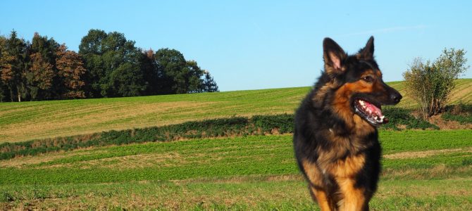 Photos de notre première balade canine du 6 octobre 2018 Photos de notre première balade canine du 6 octobre 2018