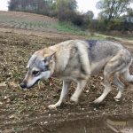 Un Chien-loup tchèque se balade dans un champ
