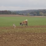 Un Akita regarde un autre chien dans un champ