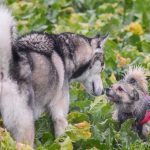 Husky en contact avec un autre chien