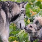 Husky en interaction avec un autre chien