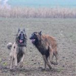 Course entre deux chiens Tervueren