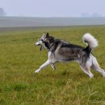 Husky en pleine course dans un champ