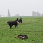 Labrador chocolat et Berger australien au milieu d'un champ