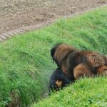 Berger portugais et Rottweiler dans un fossé