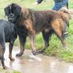 Berger portugais et Rottweiler en conflit hiérarchique