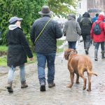 Dogue de Bordeaux et Berger allemand sous la pluie