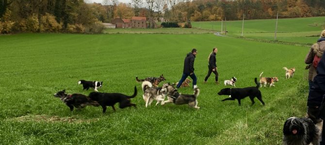 Notre deuxième balade du 10 novembre 2018 dans le bois de Bonlez Notre deuxième balade du 10 novembre 2018 dans le bois de Bonlez