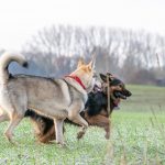 Chien-loup et Berger allemand dans les champs