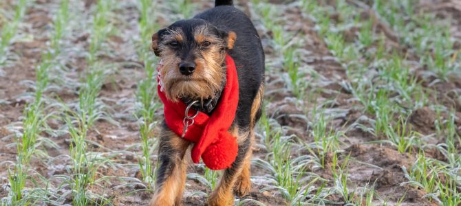 Notre première balade de Noël 2018 Notre première balade de Noël 2018