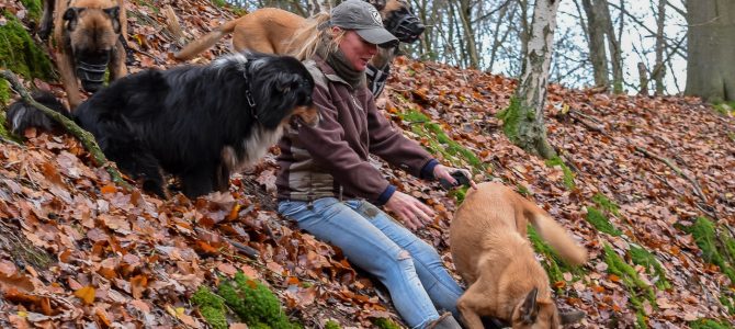 Notre première balade canine du 8 décembre dans la campagne de Grez-Doiceau Notre première balade canine du 8 décembre dans la campagne de Grez-Doiceau